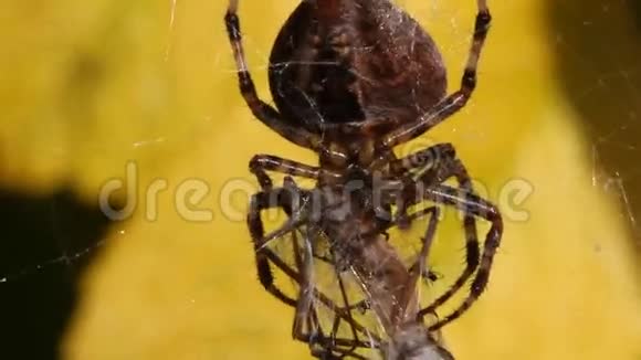 蜘蛛与猎物在网上视频的预览图