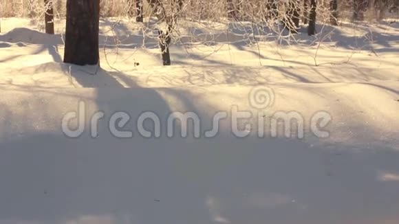 冬天的树太阳在树枝上耀斑树干冬季森林冬季场景视频的预览图
