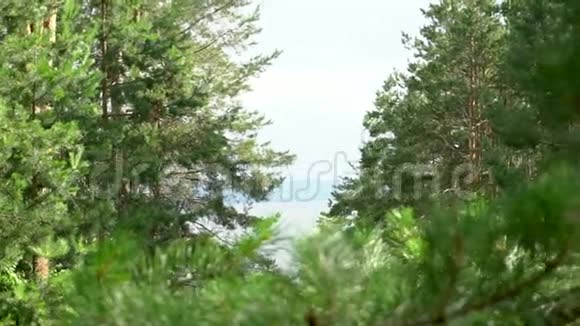 美丽的松树森林与绿色的树枝针特写常青视频的预览图