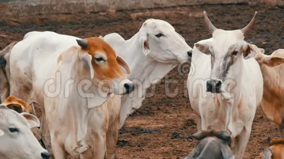 大耳朵的泰国白牛群在泥泞的牧场上吃草视频的预览图