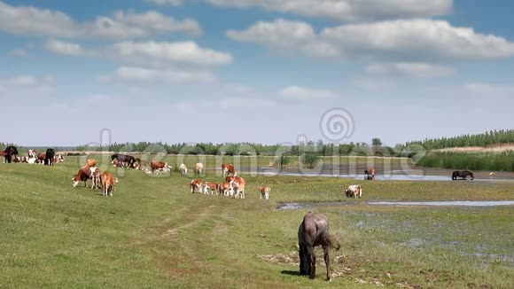 牧场上的牛和马视频的预览图