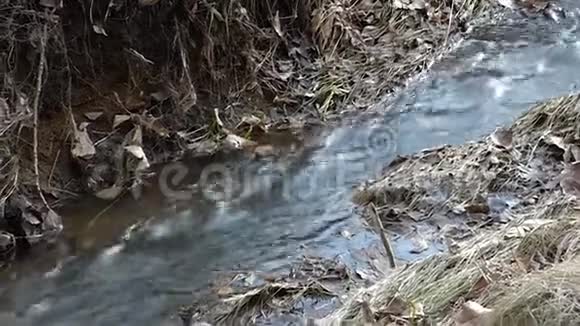 在老草和树叶之间流动的小河视频的预览图