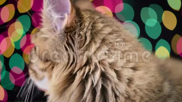 带圣诞花环的猫视频的预览图