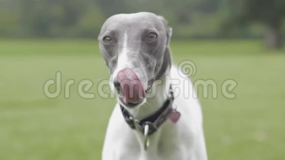 惠普狗舔嘴唇的肖像视频的预览图