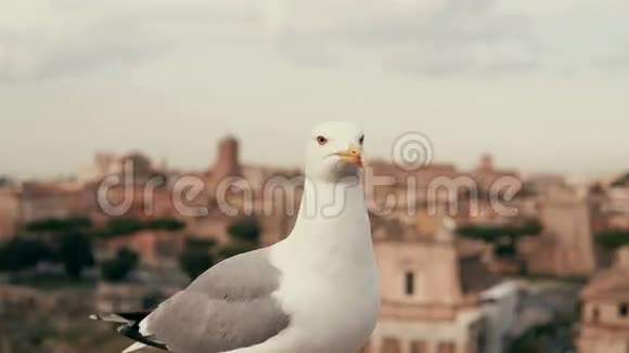 近距离观看白色小海鸥环顾四周在旧城市屋顶的背景下视频的预览图