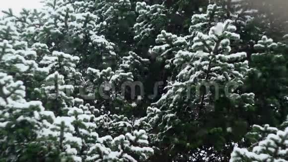 雪花飘落在大自然06视频的预览图