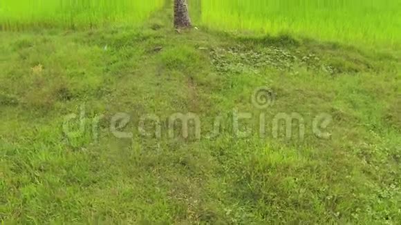 泰国一棵棕榈树在明亮的绿色稻田上的空中拍摄视频的预览图
