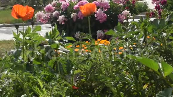 埃斯乔尔齐亚夏季花在花园里视频的预览图