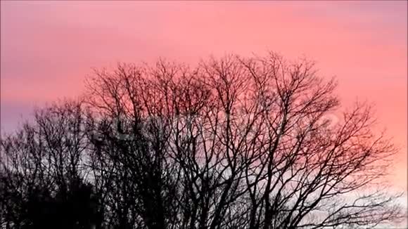 冬天的树对着红天视频的预览图