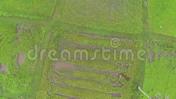 泰国的绿色水稻种植从上图可以看到视频的预览图
