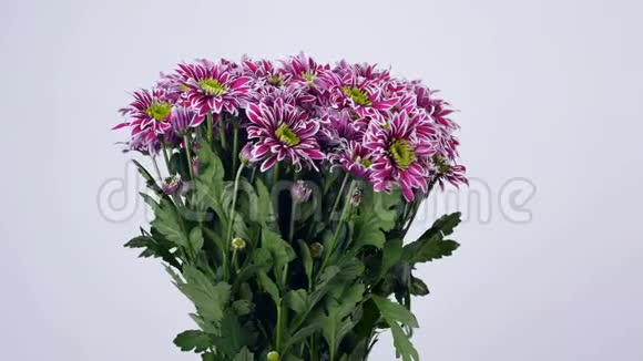 花花束在白色背景上旋转花组成由紫色菊花saba组成视频的预览图
