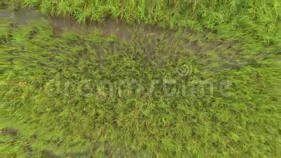 在绿色水稻种植地上方的摄像头空中录像视频的预览图