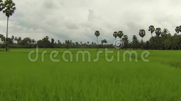 泰国绿色水稻种植高空飞行视频视频的预览图