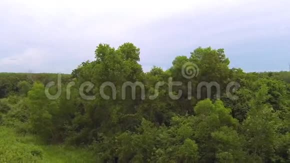 泰国丛林树木空中视频飞行视频的预览图