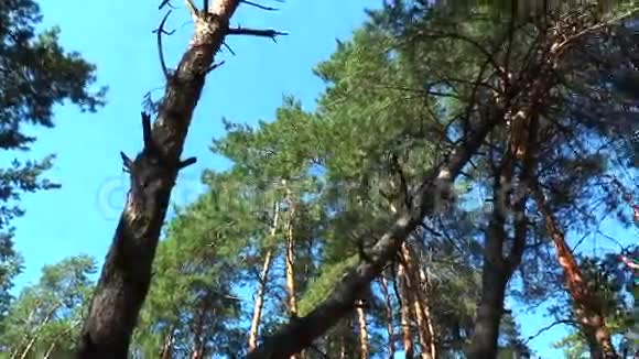 松树的顶端从下面看视频的预览图
