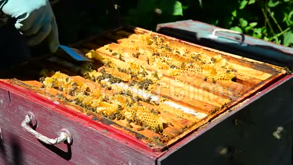 养蜂人把蜂窝放进桶里视频的预览图
