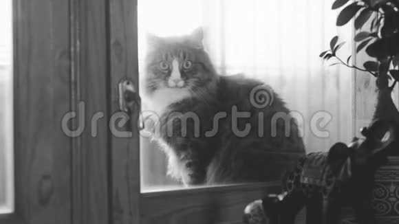 猫坐在窗台上想进屋去视频的预览图