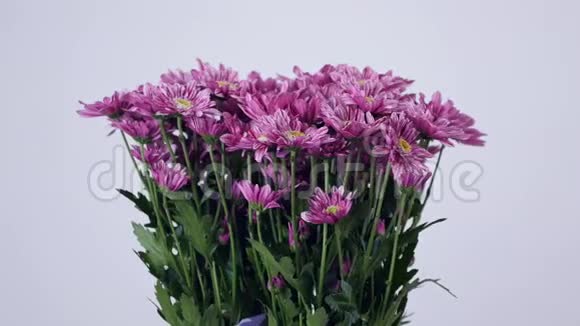 花花束在白色背景上旋转花组成由紫色菊花saba组成视频的预览图