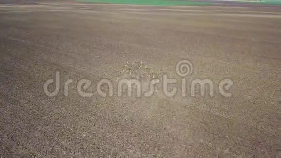 一群在田野里奔跑空中观景视频的预览图