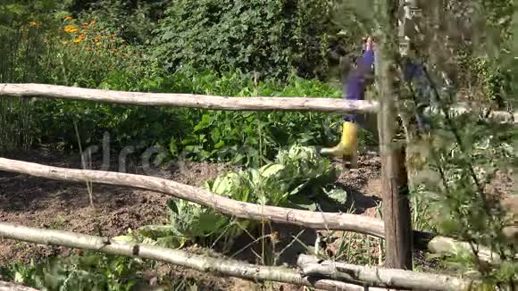 女农民手检查和收获成熟的白菜蔬菜植物4K视频的预览图