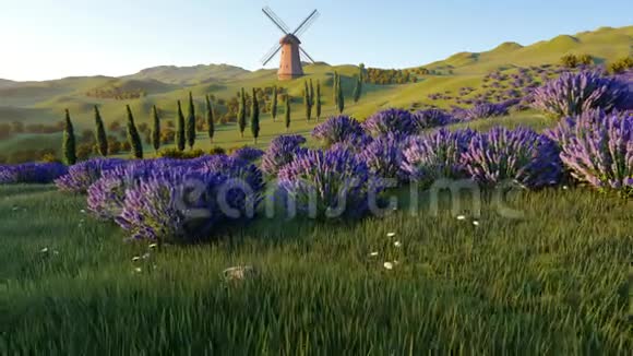 薰衣草的田野和一个单独的风车视频的预览图