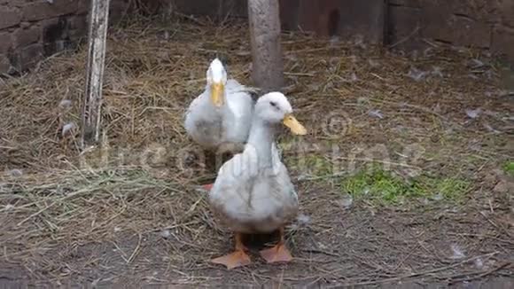 两只家养的白鸭在他的围场视频的预览图