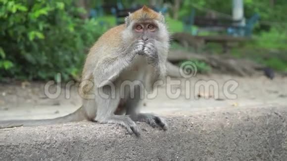 猴子坐着咀嚼和咧嘴笑慢动作视频泰国松赫拉视频的预览图