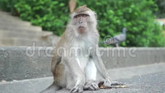 猴子坐在沥青上咀嚼慢动作视频泰国松赫拉视频的预览图