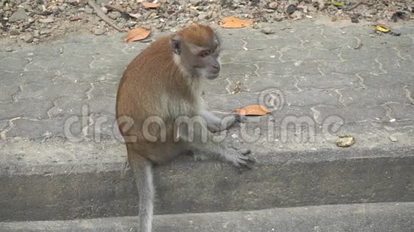 棕色猴子坐在人行道上泰国松赫拉视频的预览图