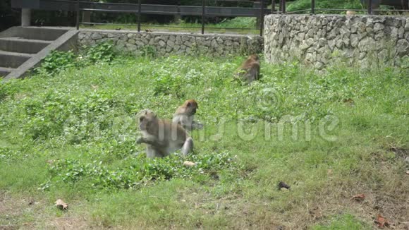 三只猴子在草地上寻找食物泰国松赫拉视频的预览图