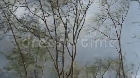风吹过小树视频的预览图