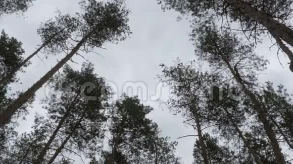 圣诞树的顶端夏天的松林在风中摇曳视频的预览图