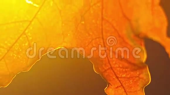 秋枫在夕阳的照耀下视频的预览图