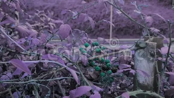 设计师的颜色等级不寻常的绿松石浆果紫色叶子和公路背景视频的预览图