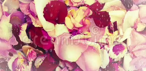 五颜六色的混合玫瑰花瓣背景视频的预览图