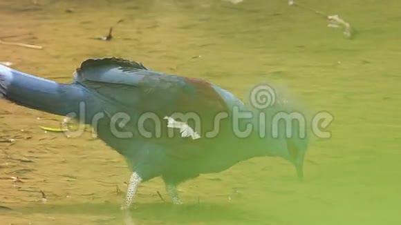 近景蓝鸽地面上有毛茸茸的鹅颈食物视频的预览图