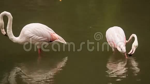两个粉红火烈鸟站在水中干净的羽毛视频的预览图