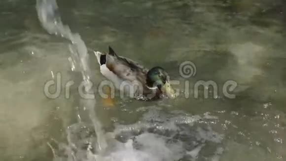 鸭子在波光粼粼的湖水中游泳美丽的自然背景鸟类和野生动物视频的预览图