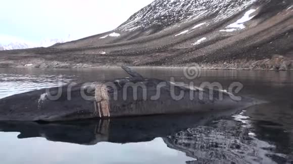 大鲸死在水中荒凉的斯瓦尔巴冰原视频的预览图