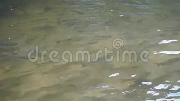 泰国山河有很多鱼视频的预览图