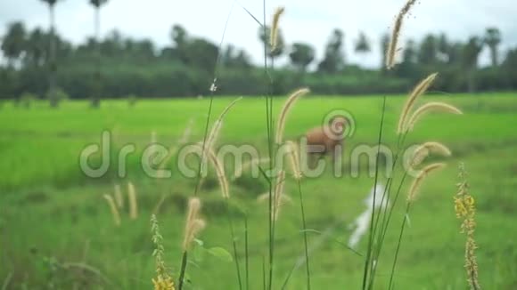 在泰国的水稻种植场上放牛视频的预览图
