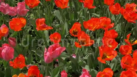 红郁金香场的慢动作俯视图视频的预览图