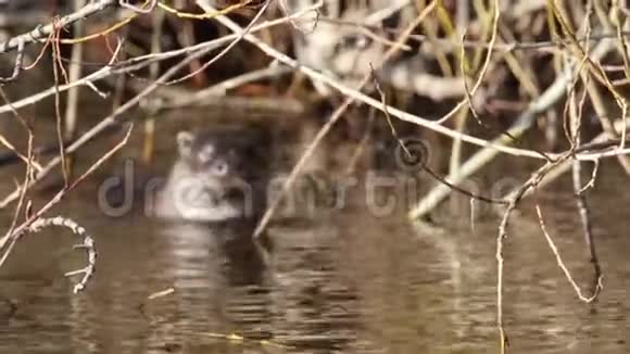 欧亚水獭卢特拉在洛西河游泳冬天莫雷苏格兰三月视频的预览图