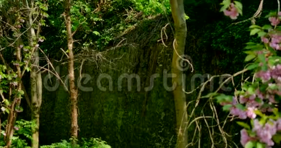墙在绿色的附近开花的树木春天视频的预览图