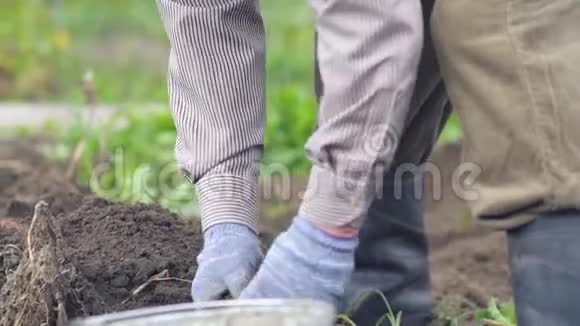 农民在有机农场的田里用桶收集土豆概念农业农村生活方式健康饮食视频的预览图