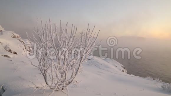北冰洋海岸霜冻的树木视频的预览图