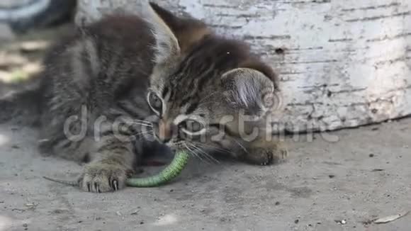 小猫在吃绿色蜥蜴视频的预览图