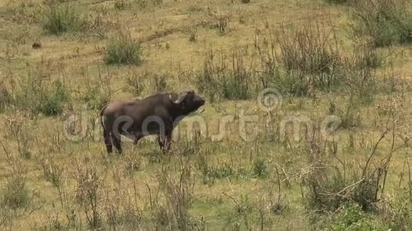 非洲水牛在热带草原上行走视频的预览图