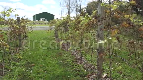 新葡萄园种植9个中的3个视频的预览图