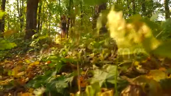 美丽的女孩在阳光明媚的秋林中奔跑稳健的慢镜头视频的预览图